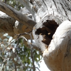 Apis mellifera (European honey bee) at Mount Jerrabomberra - 10 Sep 2022 by Steve_Bok