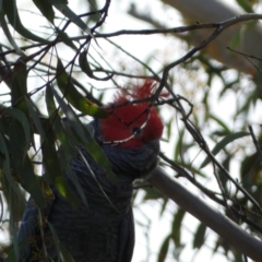 Callocephalon fimbriatum (Gang-gang Cockatoo) at Jerrabomberra, NSW - 10 Sep 2022 by SteveBorkowskis