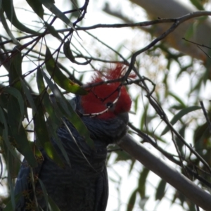 Callocephalon fimbriatum at Jerrabomberra, NSW - suppressed