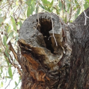 Apis mellifera at Jerrabomberra, NSW - 10 Sep 2022