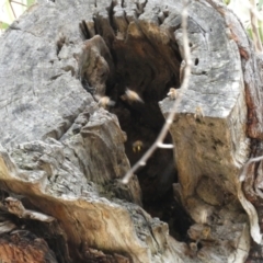 Apis mellifera at Jerrabomberra, NSW - 10 Sep 2022