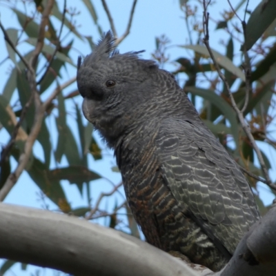 Callocephalon fimbriatum (Gang-gang Cockatoo) at Jerrabomberra, NSW - 10 Sep 2022 by Steve_Bok