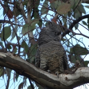 Callocephalon fimbriatum at Jerrabomberra, NSW - 10 Sep 2022