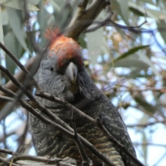 Callocephalon fimbriatum at Jerrabomberra, NSW - 10 Sep 2022