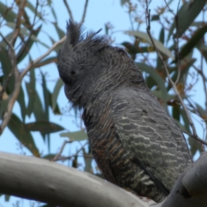 Callocephalon fimbriatum at Jerrabomberra, NSW - 10 Sep 2022