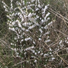 Leucopogon fletcheri subsp. brevisepalus (Twin Flower Beard-Heath) at Bruce, ACT - 2 Sep 2022 by jgiacon