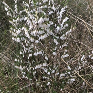 Styphelia fletcheri subsp. brevisepala at Bruce, ACT - 2 Sep 2022