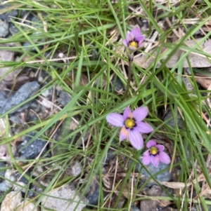 Romulea minutiflora at Palmerston, ACT - 7 Sep 2022