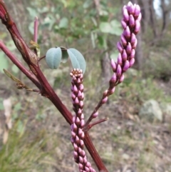 Indigofera australis subsp. australis (Australian Indigo) at Hawker, ACT - 10 Sep 2022 by sangio7