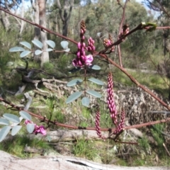 Indigofera australis subsp. australis at Hawker, ACT - 10 Sep 2022