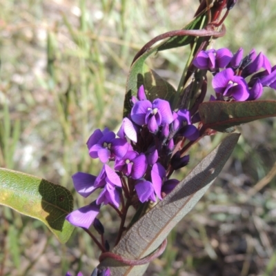 Hardenbergia violacea (False Sarsaparilla) at Gungaderra Grasslands - 27 Aug 2022 by michaelb