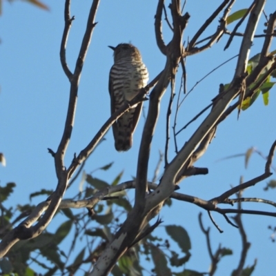 Chrysococcyx lucidus (Shining Bronze-Cuckoo) at Coree, ACT - 11 Sep 2022 by wombey