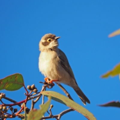 Melithreptus brevirostris (Brown-headed Honeyeater) at Woodstock Nature Reserve - 10 Sep 2022 by wombey