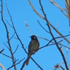 Nesoptilotis leucotis (White-eared Honeyeater) at Coree, ACT - 10 Sep 2022 by wombey