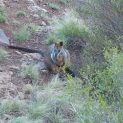 Wallabia bicolor (Swamp Wallaby) at Woodstock Nature Reserve - 10 Sep 2022 by wombey