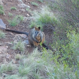 Wallabia bicolor at Coree, ACT - 11 Sep 2022