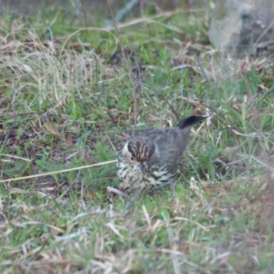 Pyrrholaemus sagittatus (Speckled Warbler) at Coree, ACT - 10 Sep 2022 by wombey