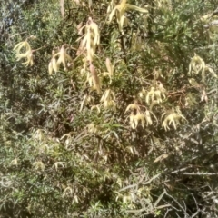 Clematis leptophylla at Glen Fergus, NSW - 10 Sep 2022