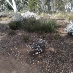 Olearia iodochroa (Violet Daisy-bush) at Glen Fergus, NSW - 10 Sep 2022 by mahargiani