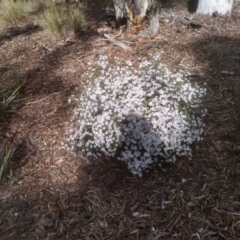 Olearia iodochroa at Glen Fergus, NSW - 10 Sep 2022