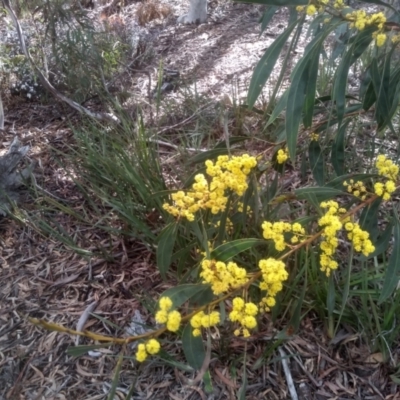 Acacia rubida (Red-stemmed Wattle, Red-leaved Wattle) at Glen Fergus, NSW - 10 Sep 2022 by mahargiani
