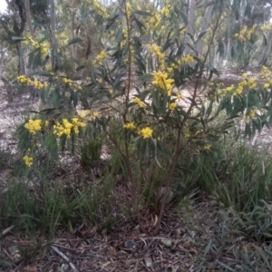Acacia rubida at Glen Fergus, NSW - 10 Sep 2022