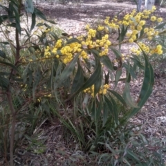 Acacia rubida at Glen Fergus, NSW - 10 Sep 2022