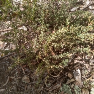 Acacia aureocrinita at Glen Fergus, NSW - 10 Sep 2022 01:50 PM