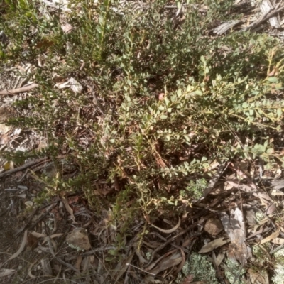 Acacia aureocrinita (A Wattle) at Coornartha Nature Reserve - 10 Sep 2022 by mahargiani
