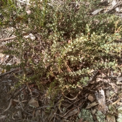 Acacia aureocrinita (A Wattle) at Glen Fergus, NSW - 10 Sep 2022 by mahargiani