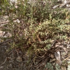 Acacia aureocrinita (A Wattle) at Glen Fergus, NSW - 10 Sep 2022 by mahargiani