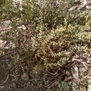 Acacia aureocrinita at Glen Fergus, NSW - 10 Sep 2022