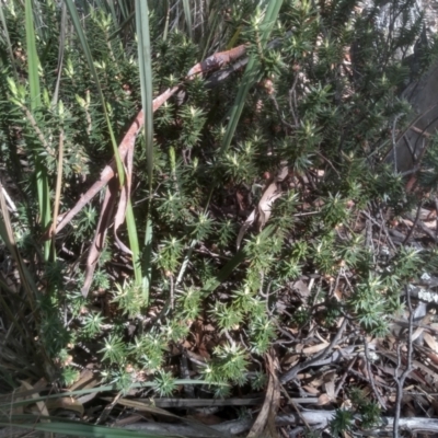 Melichrus urceolatus (Urn Heath) at Glen Fergus, NSW - 10 Sep 2022 by mahargiani