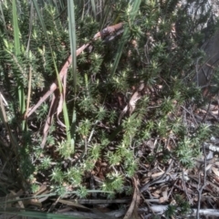 Melichrus urceolatus (Urn Heath) at Coornartha Nature Reserve - 10 Sep 2022 by mahargiani