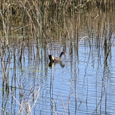 Gallinula tenebrosa (Dusky Moorhen) at Mawson Ponds - 11 Sep 2022 by dougsky