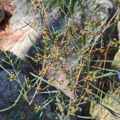 Dodonaea viscosa subsp. angustifolia (Giant Hop-bush) at Isaacs Ridge and Nearby - 11 Sep 2022 by Mike