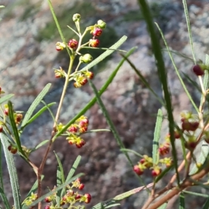 Dodonaea viscosa subsp. angustifolia at Isaacs, ACT - 11 Sep 2022