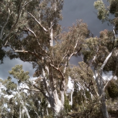 Eucalyptus rossii (Inland Scribbly Gum) at Coornartha Nature Reserve - 10 Sep 2022 by mahargiani