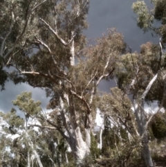 Eucalyptus rossii (Inland Scribbly Gum) at Glen Fergus, NSW - 10 Sep 2022 by mahargiani