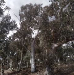 Eucalyptus rossii at Glen Fergus, NSW - 10 Sep 2022 01:56 PM