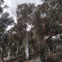 Eucalyptus rossii at Glen Fergus, NSW - 10 Sep 2022