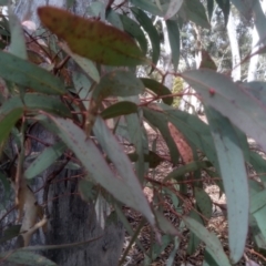 Eucalyptus rossii at Glen Fergus, NSW - 10 Sep 2022