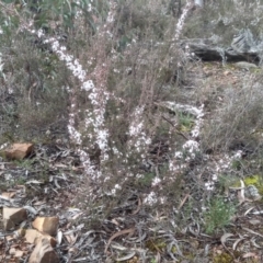 Styphelia attenuata (Small-leaved Beard Heath) at Glen Fergus, NSW - 10 Sep 2022 by mahargiani