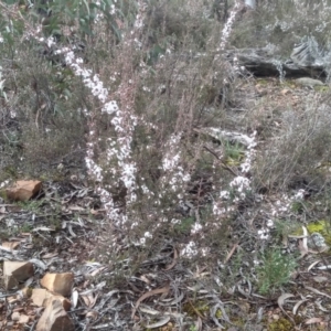 Leucopogon attenuatus at Glen Fergus, NSW - 10 Sep 2022