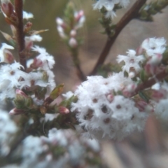 Leucopogon attenuatus at Glen Fergus, NSW - 10 Sep 2022