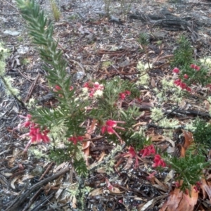 Grevillea lanigera at Glen Fergus, NSW - 10 Sep 2022