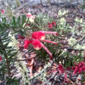 Grevillea lanigera at Glen Fergus, NSW - 10 Sep 2022 02:18 PM