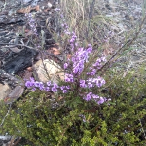 Hovea linearis at Glen Fergus, NSW - 10 Sep 2022 02:22 PM