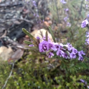 Hovea linearis at Glen Fergus, NSW - 10 Sep 2022 02:22 PM