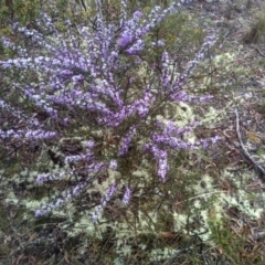 Hovea linearis at Glen Fergus, NSW - 10 Sep 2022 02:22 PM